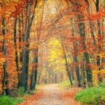 Rastrellare le foglie o lasciarle sul terreno, l'enigma di ogni autunno