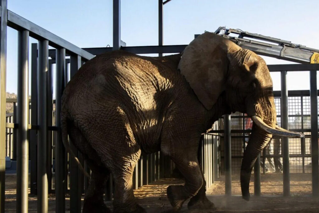 L'ultimo elefante dello zoo del Sudafrica é stato liberato dopo 40 anni di prigionia