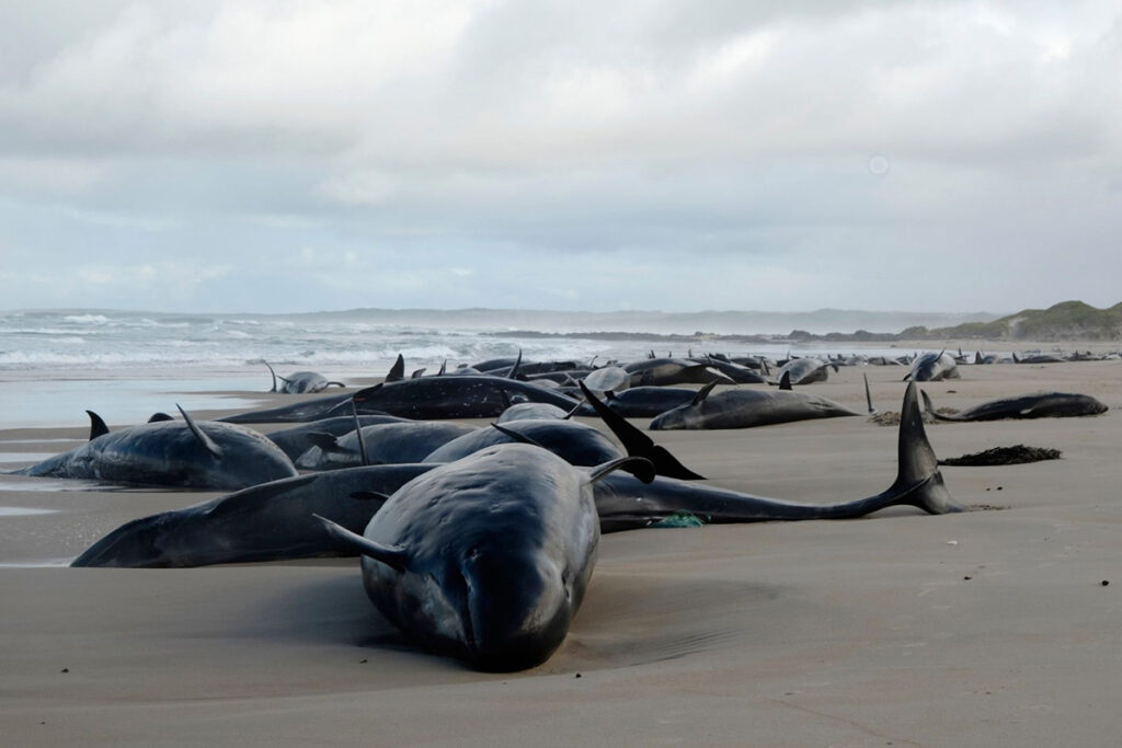 Iniziata l'eutanasia per le 157 balene spiaggiate in Tasmania