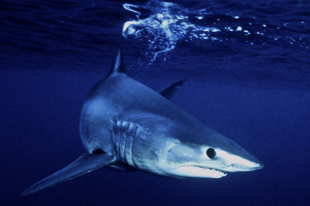 Il megalodonte era più simile ad una balena che ad uno squalo