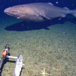 Avvistato uno squalo nelle gelide acque dell'Antartide