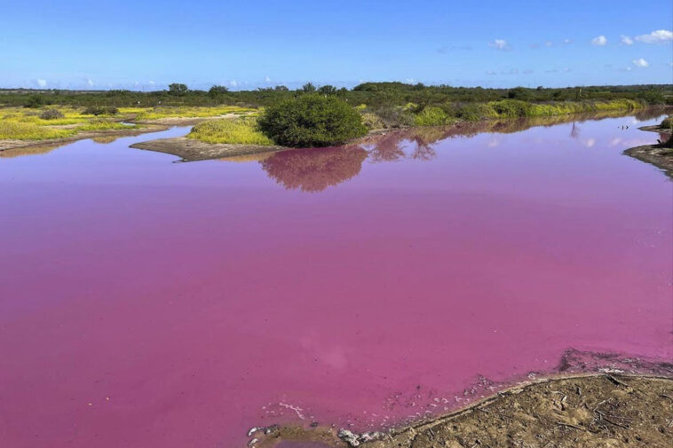 Alle Hawaii uno specchio d'acqua stagnante é diventato rosa
