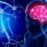 Un nuovo studio spiega come sesso e genere influenzano il nostro cervello