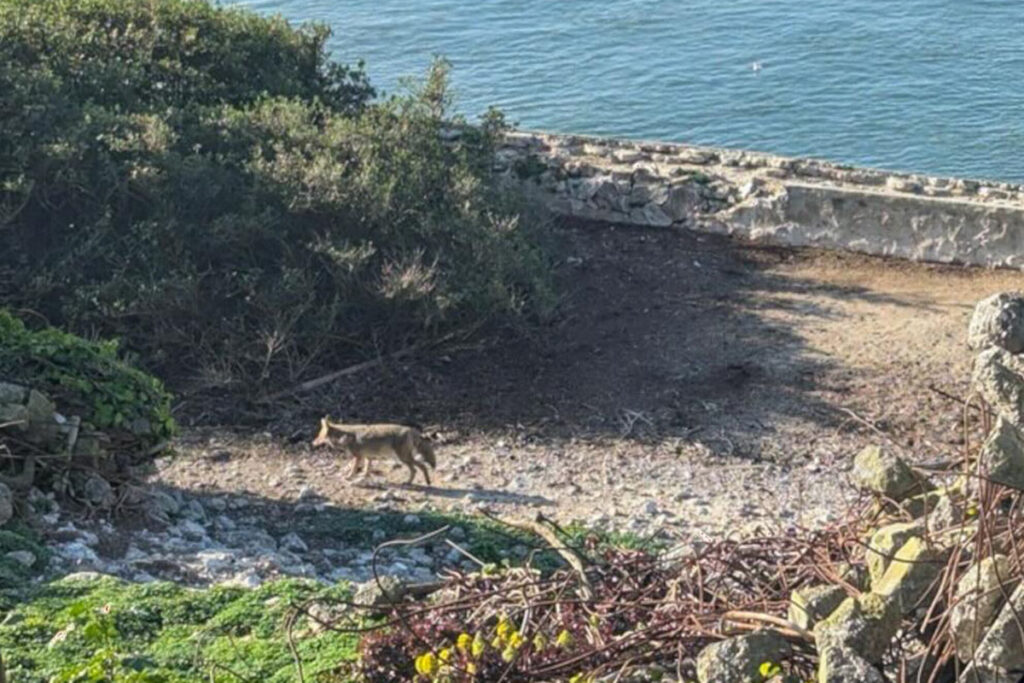 Un coyote ad Alcatraz