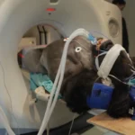 o zoo di Londra riceve una donazione anonima di 20 milioni e crea una clinica veterinaria aperta ai visitatori