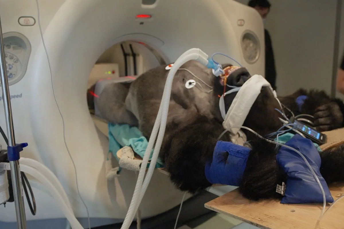 o zoo di Londra riceve una donazione anonima di 20 milioni e crea una clinica veterinaria aperta ai visitatori