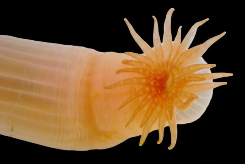 Un anno da record per le scoperte di nuove specie marine