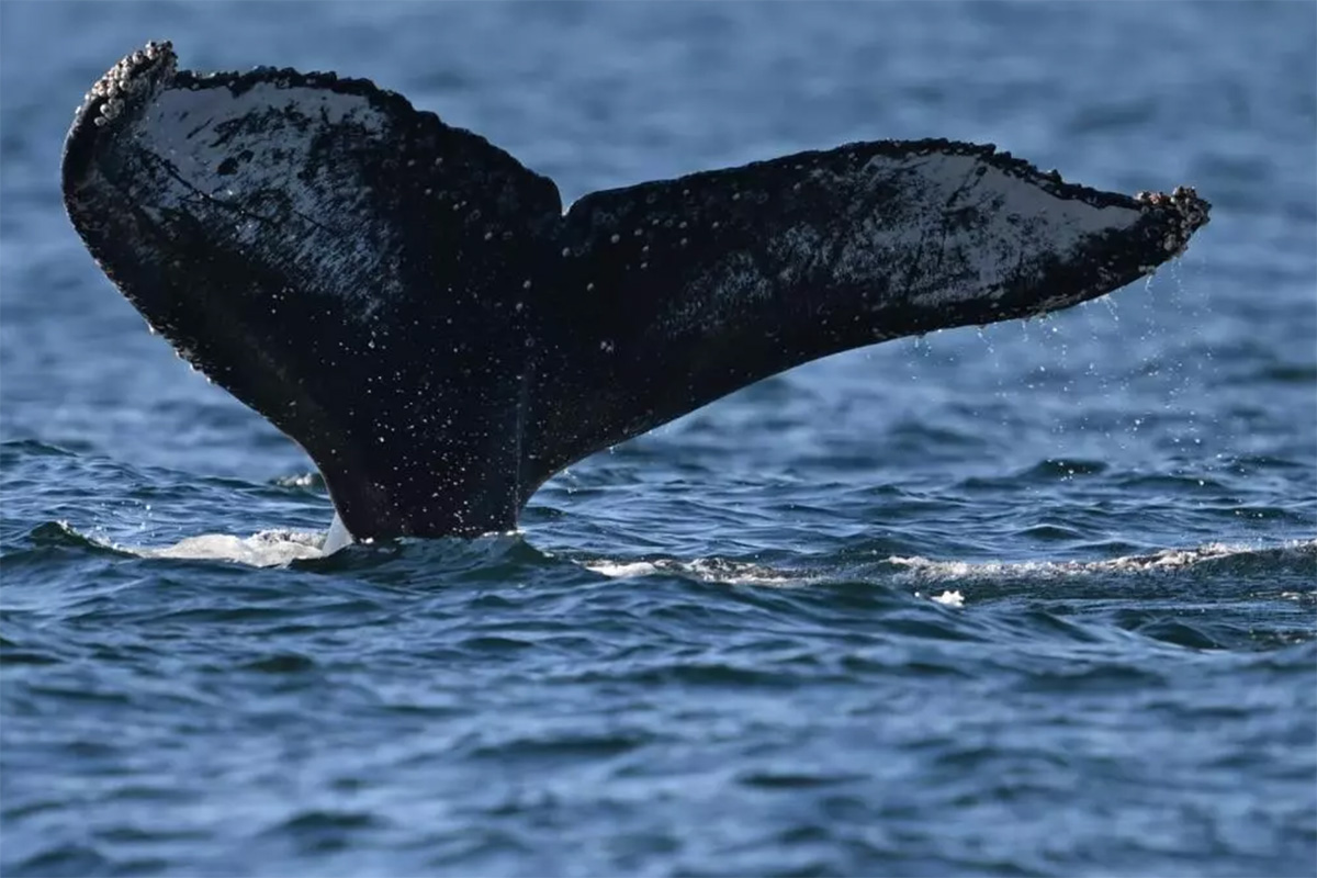 Due balene hanno percorso 14 mila km tra Brasile e Australia