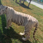 Cercano contrabbandieri di idrocarburi e trovano 135 animali esotici