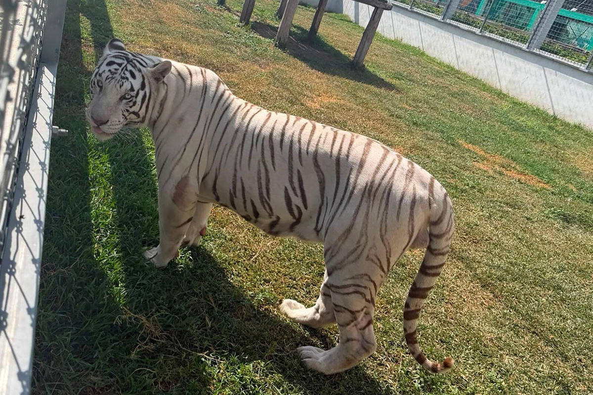 Cercano contrabbandieri di idrocarburi e trovano 135 animali esotici