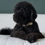 Addio a Sunny, la cagnolina degli Obama: aveva 13 anni