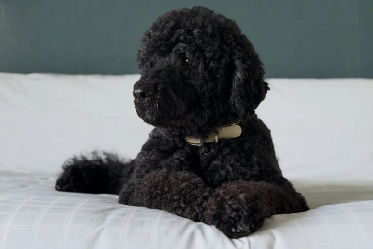 Addio a Sunny, la cagnolina degli Obama: aveva 13 anni