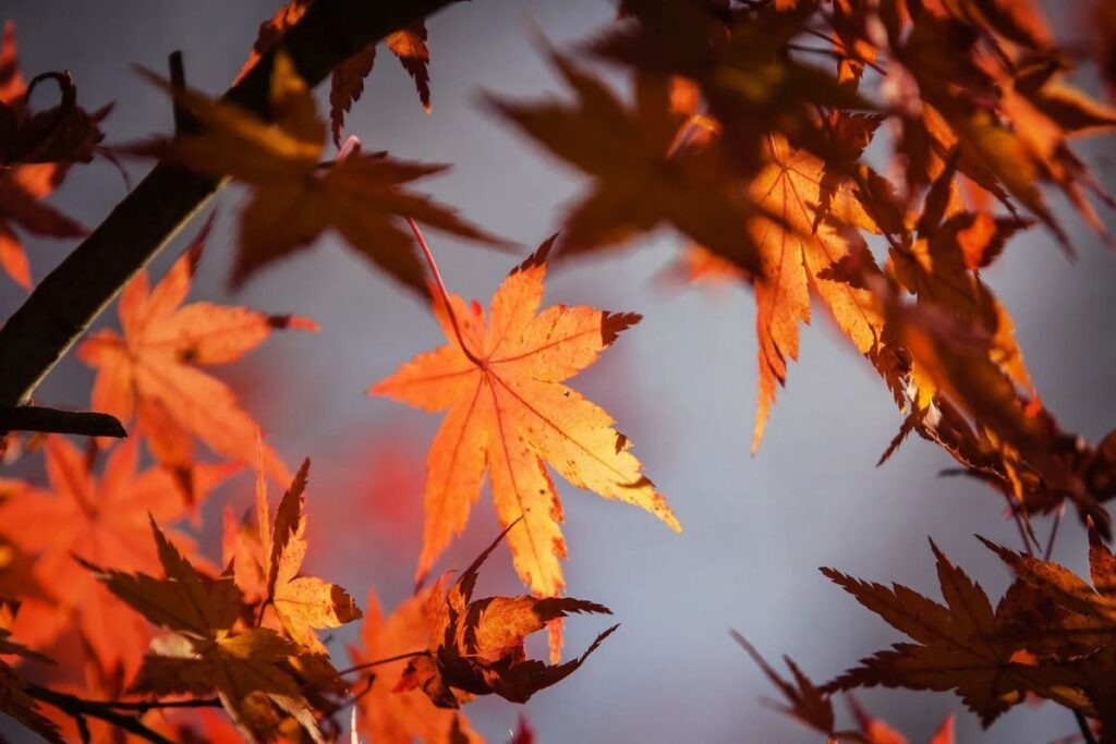 L’equinozio d’autunno non divide il giorno a metà perché notte e giorno non sono uguali