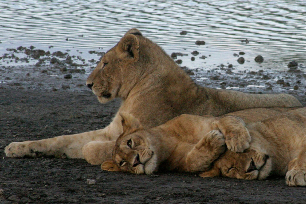 Strage di leoni a Ngorongoro: il veleno riaccende il conflitto tra predatori e allevatori