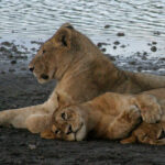 Strage di leoni a Ngorongoro: il veleno riaccende il conflitto tra predatori e allevatori