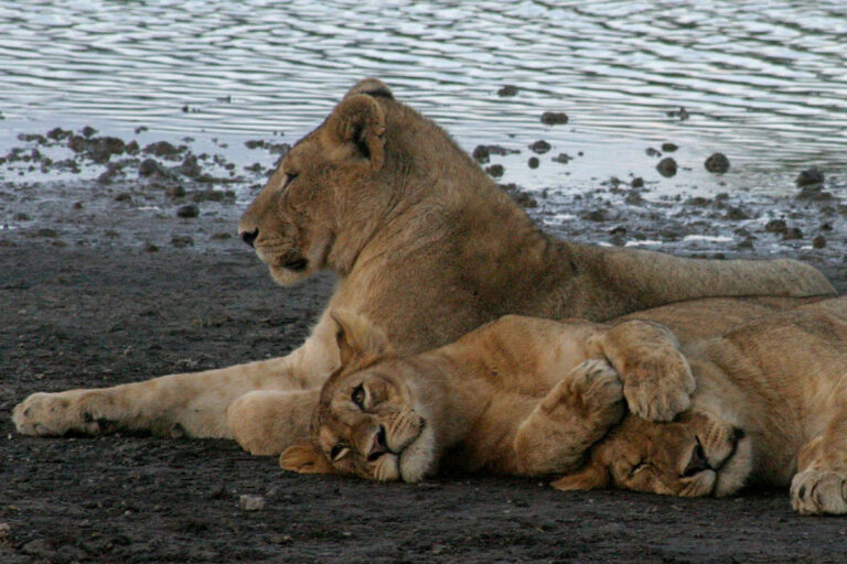 Strage di leoni a Ngorongoro: il veleno riaccende il conflitto tra predatori e allevatori