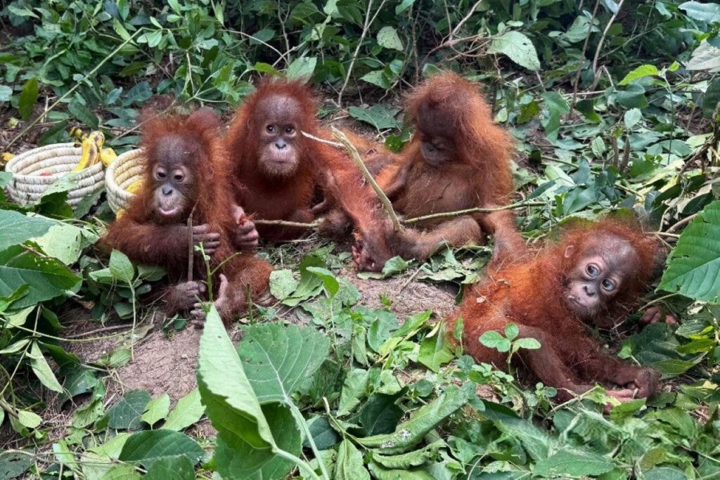 L’India travolta dal traffico illecito di animali esotici