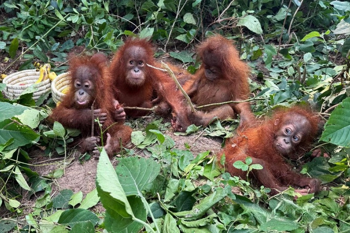L’India travolta dal traffico illecito di animali esotici