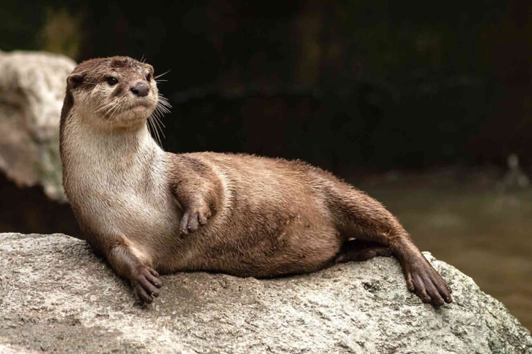 Donna aggredita da una lontra nel lago Tahoe, finisce in ospedale con 40 punti