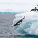 Una nuova specie di pinguino identificata dopo oltre un secolo: la scoperta riscrive la mappa delle acque subantartiche