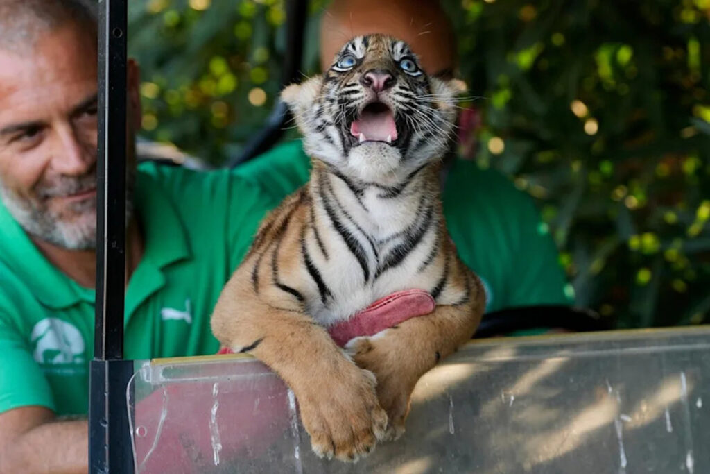 All'Attica Zoologica Park in Grecia tre cuccioli di Sumatra diventano la speranza per una specie in via di estinzione