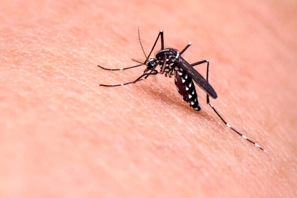 Primo morto in America per il West Nile Virus