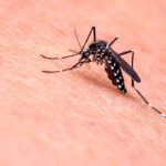 Primo morto in America per il West Nile Virus