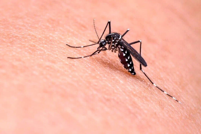 Primo morto in America per il West Nile Virus
