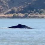 Una megattera risale il fiume Sacramento: spettacolare avvistamento a 100 km dall'oceano