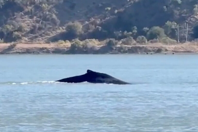 Una megattera risale il fiume Sacramento: spettacolare avvistamento a 100 km dall'oceano