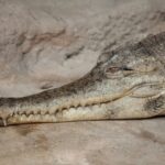 Il mistero del coccodrillo della Sfinge: identificata una nuova specie fossile in Egitto