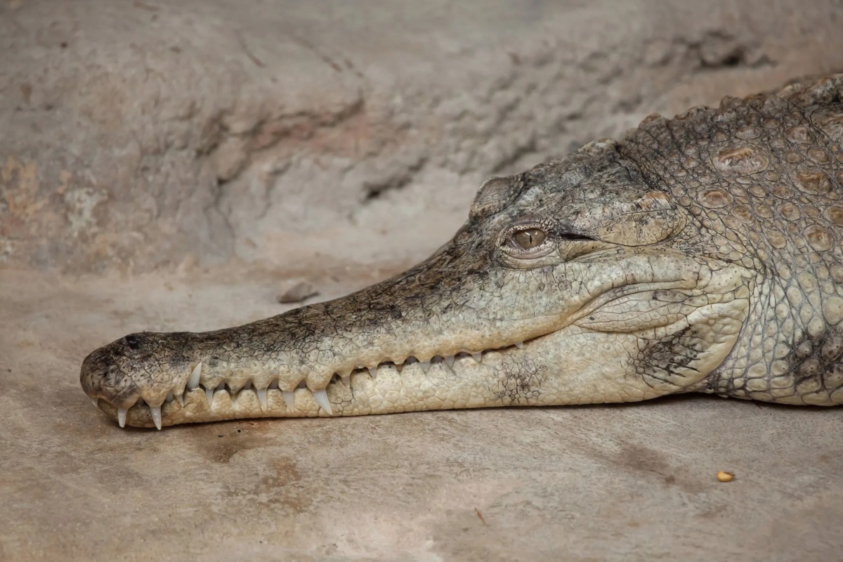Il mistero del coccodrillo della Sfinge: identificata una nuova specie fossile in Egitto