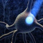 Nobel per la Medicina agli inventori dell'optogenetica: la tecnica che accende il cervello con la luce