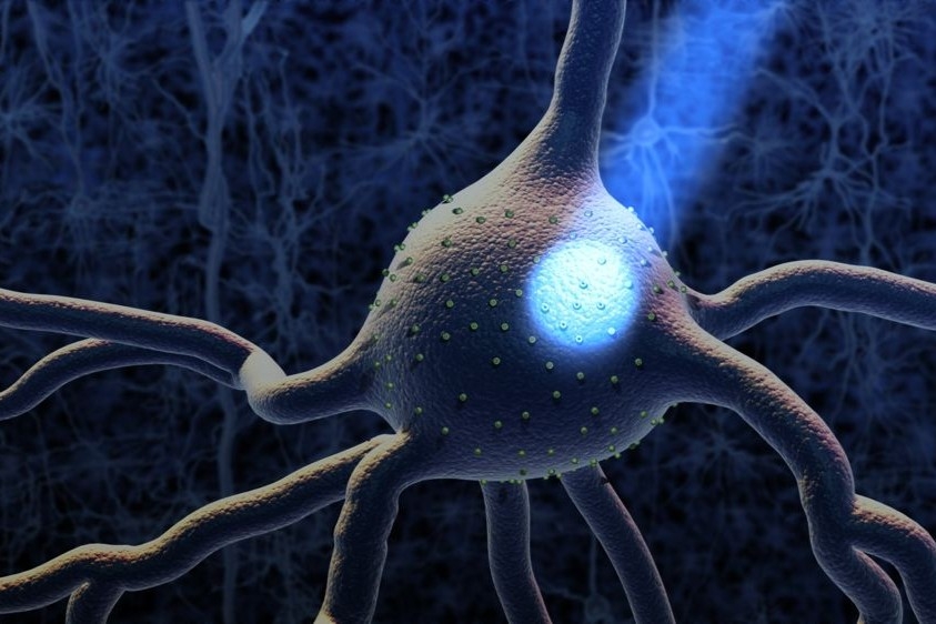Nobel per la Medicina agli inventori dell'optogenetica: la tecnica che accende il cervello con la luce