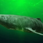 Groenlandia, stop all’abbattimento dei pesci spada millenari: i pescatori volevano una taglia sui giganti dell'Artico