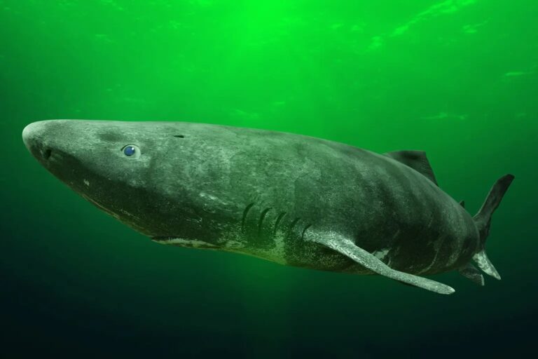 Groenlandia, stop all’abbattimento dei pesci spada millenari: i pescatori volevano una taglia sui giganti dell'Artico