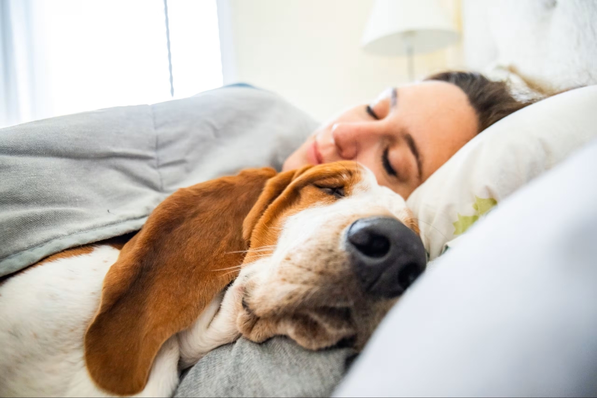 Dormire con il cane non rovina il sonno: siamo noi a disturbare e svegliare lui