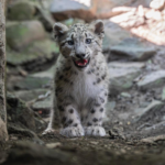Il Bronx Zoo presenta la cucciola di leopardo delle nevi