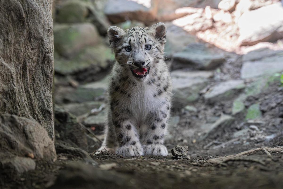 Il Bronx Zoo presenta la cucciola di leopardo delle nevi