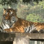 Tragedia allo zoo nello Yorkshire: scavalca la recinzione e viene sbranato da una tigre. Il parco resta chiuso