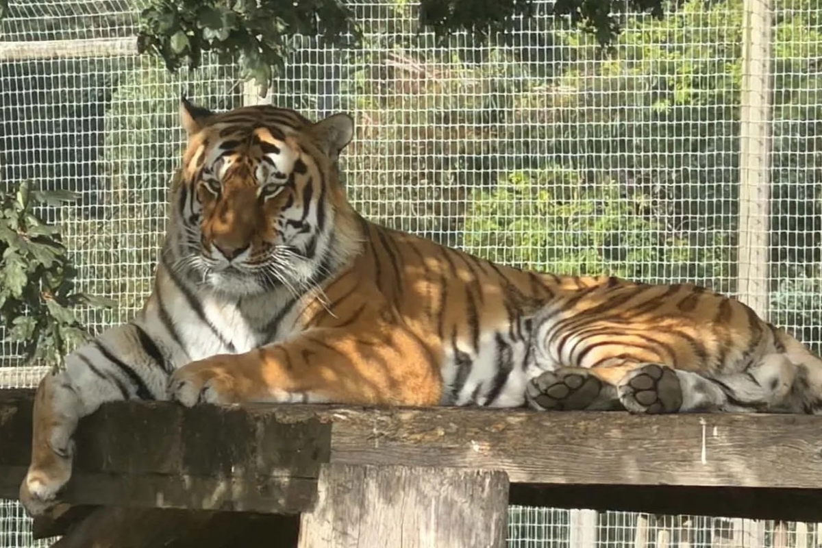Tragedia allo zoo nello Yorkshire: scavalca la recinzione e viene sbranato da una tigre. Il parco resta chiuso